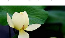 看淡一切无所谓的句子