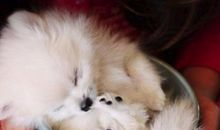 语言描写开心的句子