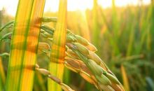 描写公园景色的句子推荐