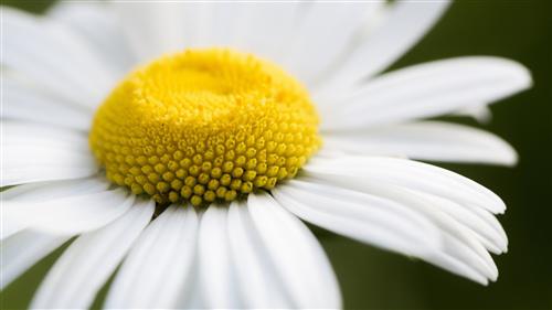 几束鲜花