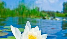 见到鲜花开心的句子