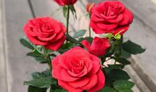 种花开心的句子