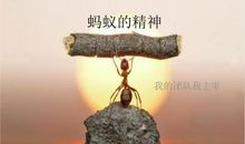 赞美蚂蚁精神的句子