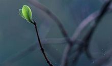 《人间草木》里最美的话 汪曾祺《人间草木》优美句子