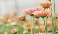 赞美桂花的句子大全