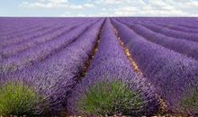 关于樱花的好句子大全