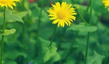 呼吁保护地球的标语 关于地球的环保标语