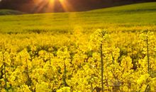 描写梨花的句子大全