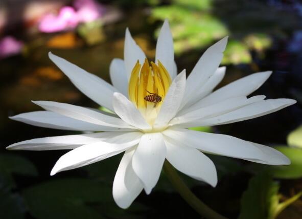伴随着钢琴音乐和鲜花舞蹈