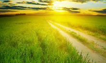 关于菊花的句子大全