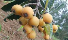 朋友圈摘枇杷的说说 吃枇杷时发的说说