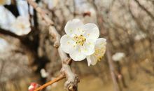 杏花开了发朋友圈说说 看杏花的心情说说