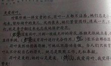 描写荷叶的段落