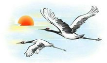 描写丹顶鹤的句子