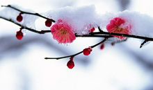 描写梅花的句子