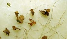 关于亲情牵挂的句子