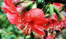 家里的花开了发朋友圈说说