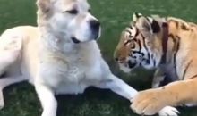 撒娇的唯美句子