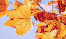 浪漫幸福系列情侣签名句子