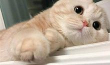 有猫陪伴的朋友圈说说 感谢有猫陪伴的说说