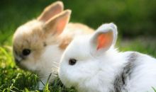 描写兔子的句子