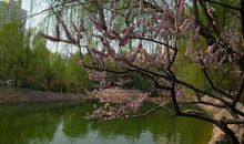 描写春天美景的好段