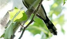 描写布谷鸟的句子