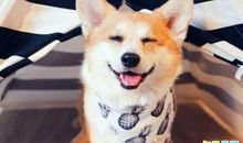 2020沙雕说说句子 沙雕到极致的句子