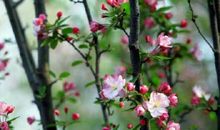 适合发朋友圈的古诗 诗情画意的句子发朋友圈