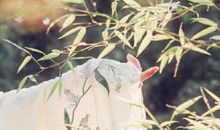 抖音古风说说短句 抖音最美古风诗句