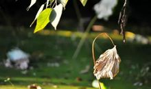 秋分的诗句诗词汇总