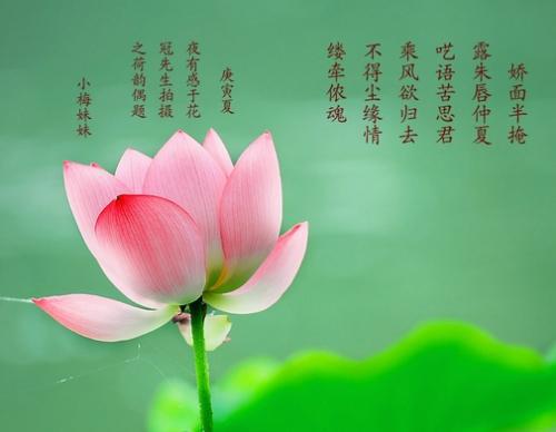   描述荷花的诗  1