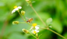 春天开心的句子大全