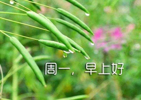 周一早上好