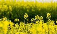 关于油菜花的优美句子