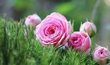 群发祝大家开心的句子