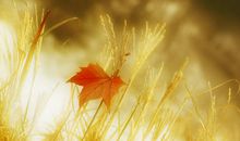 关于幸福的名言