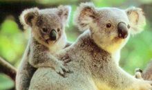 圣诞搞笑短信大全