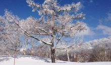 描写冬天雪的句子