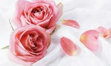 描写玫瑰花的句子