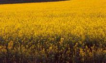 关于成熟的现实句子