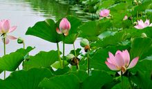 描写初夏荷花的句子