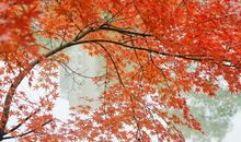 形容女人幸福的句子