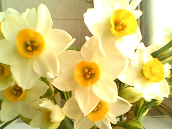    关于水仙花的美丽句子  1