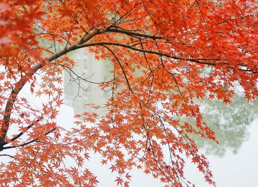   ·一朵花飞落而来