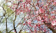 适合发朋友圈樱花的句子 发朋友圈有关樱花美句