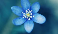 描写颜色的句子