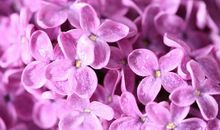 关于亲情方面的句子