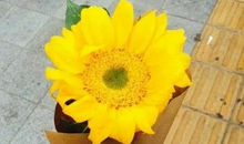 开心的句子发朋友圈说说