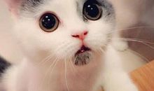 特别开心可爱的句子